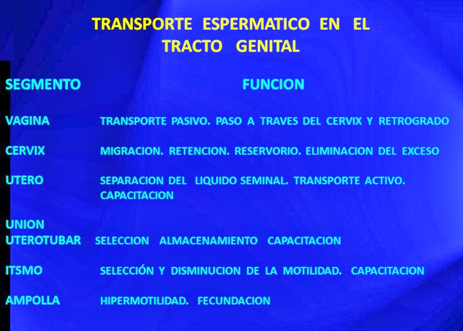 Cuantas horas se tarda un espermatozoide en llegar al ovulo